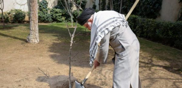 درختکاری یک سرمایه‌گذاری سودآور است