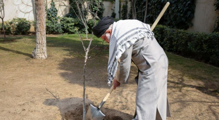 درختکاری یک سرمایهگذاری سودآور است