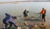 پرورش ماهی قزل‌آلا در استخر‌های خاکی شهرستان کارون