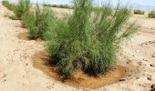 بیابان‌زدایی در ۶۰ هزار هکتار کانون ریزگرد خوزستان