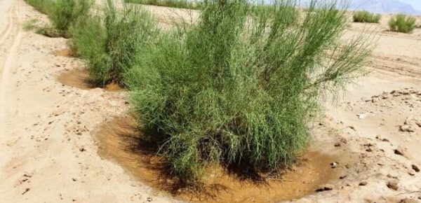 بیابان‌زدایی در ۶۰ هزار هکتار کانون ریزگرد خوزستان