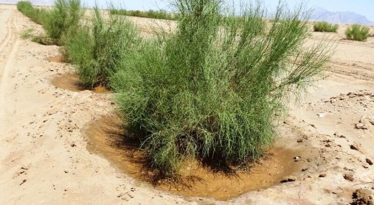 بیابانزدایی در ۶۰ هزار هکتار کانون ریزگرد خوزستان