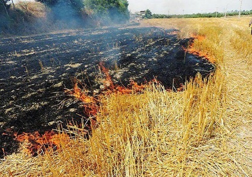 آتش زدن کاه و کلش زمینهای کشاورزی در شهرستان کارون