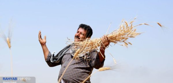 دانه‌های طلایی در غزاویه برداشت شد
