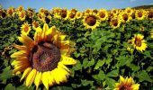 کشت آفتابگردان آجیلی برای نخستین بار در کارون