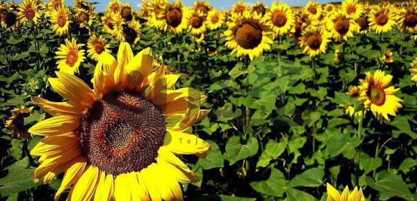کشت آفتابگردان آجیلی برای نخستین بار در کارون