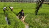 ممنوعیت کشت برنج در خوزستان
