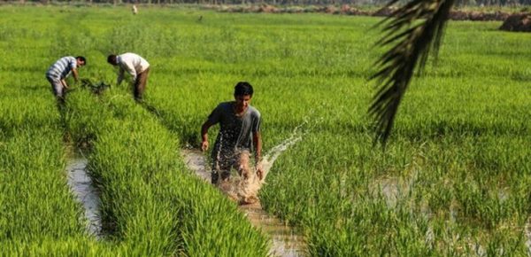 ممنوعیت کشت برنج در خوزستان
