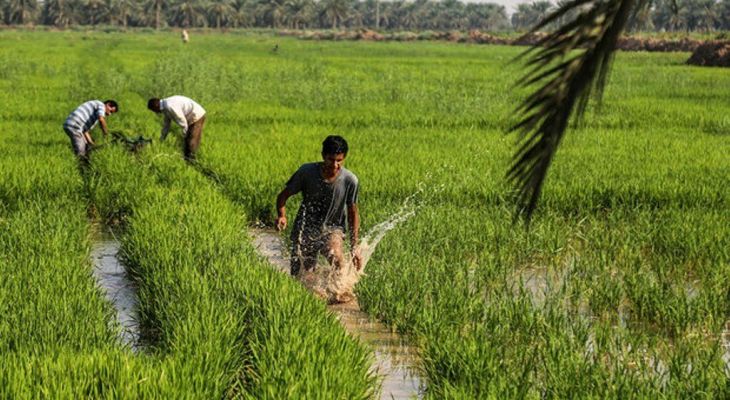 ممنوعیت کشت برنج در خوزستان