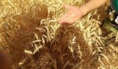 پایان برداشت گندم در کارون