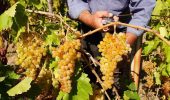 آغاز برداشت نوبرانه انگور در شهرستان کارون