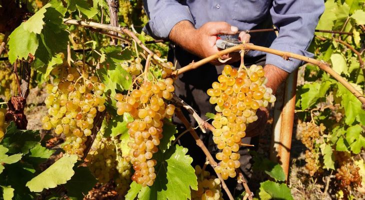 آغاز برداشت نوبرانه انگور در شهرستان کارون