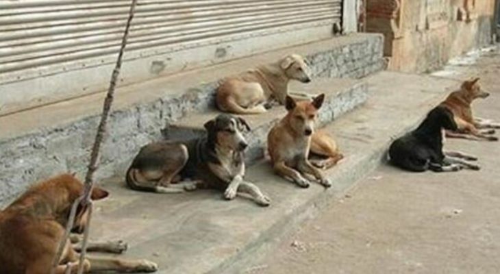 بی‌تفاوتی شهردار اهواز به سگ‌های ولگرد