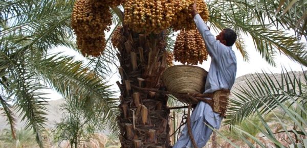 خوزستان تولیدکننده ۲۳ درصد از خرمای کشور است