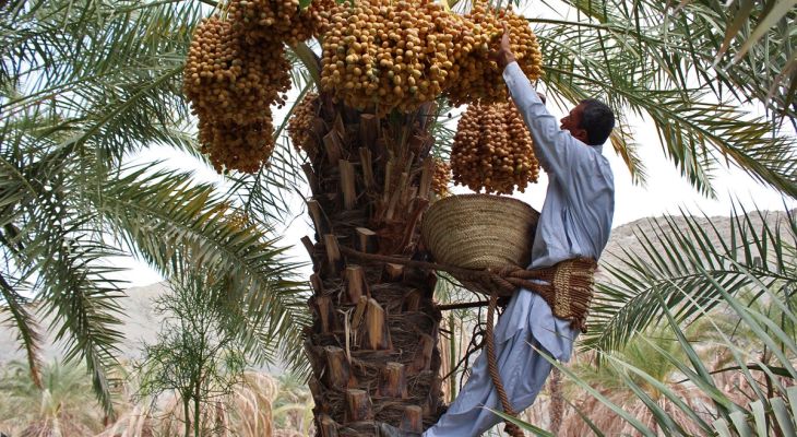 خوزستان تولیدکننده ۲۳ درصد از خرمای کشور است