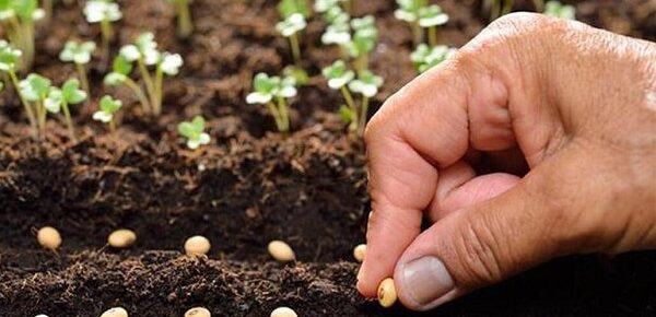 توزیع رایگان بذر کینوا برای نخستین بار در شهرستان کارون