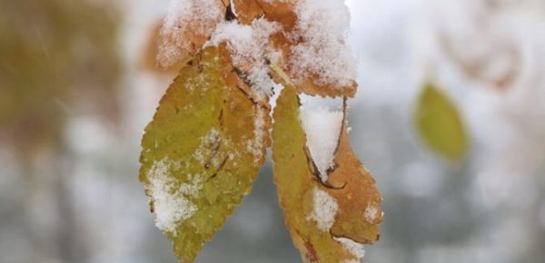 پیش‌بینی بارش پراکنده برف و باران در خوزستان