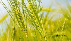 مرکز خرید آسیب دیده در جنگ در شهرستان کارون راه اندازی شد