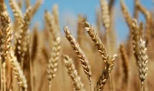 ساماندهی خرید تضمینی گندم و کاهش نقش دلالان در خوزستان