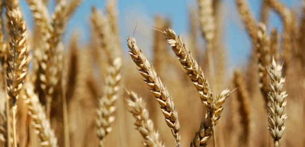 ساماندهی خرید تضمینی گندم و کاهش نقش دلالان در خوزستان