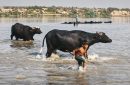 نبض زندگی در «گاومیش‌آباد» میان گرانی علوفه و دغدغه کارون