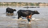 نبض زندگی در «گاومیش‌آباد» میان گرانی علوفه و دغدغه کارون