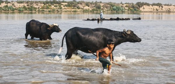 نبض زندگی در «گاومیش‌آباد» میان گرانی علوفه و دغدغه کارون
